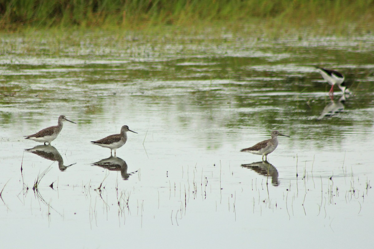 Greater Yellowlegs - ML48276851