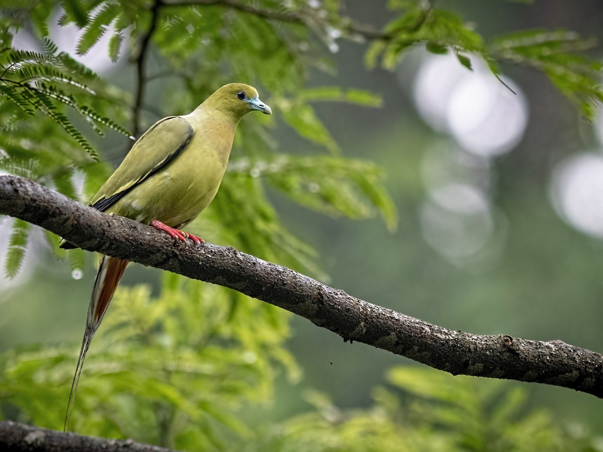 Pin-tailed Green-Pigeon - ML482769341