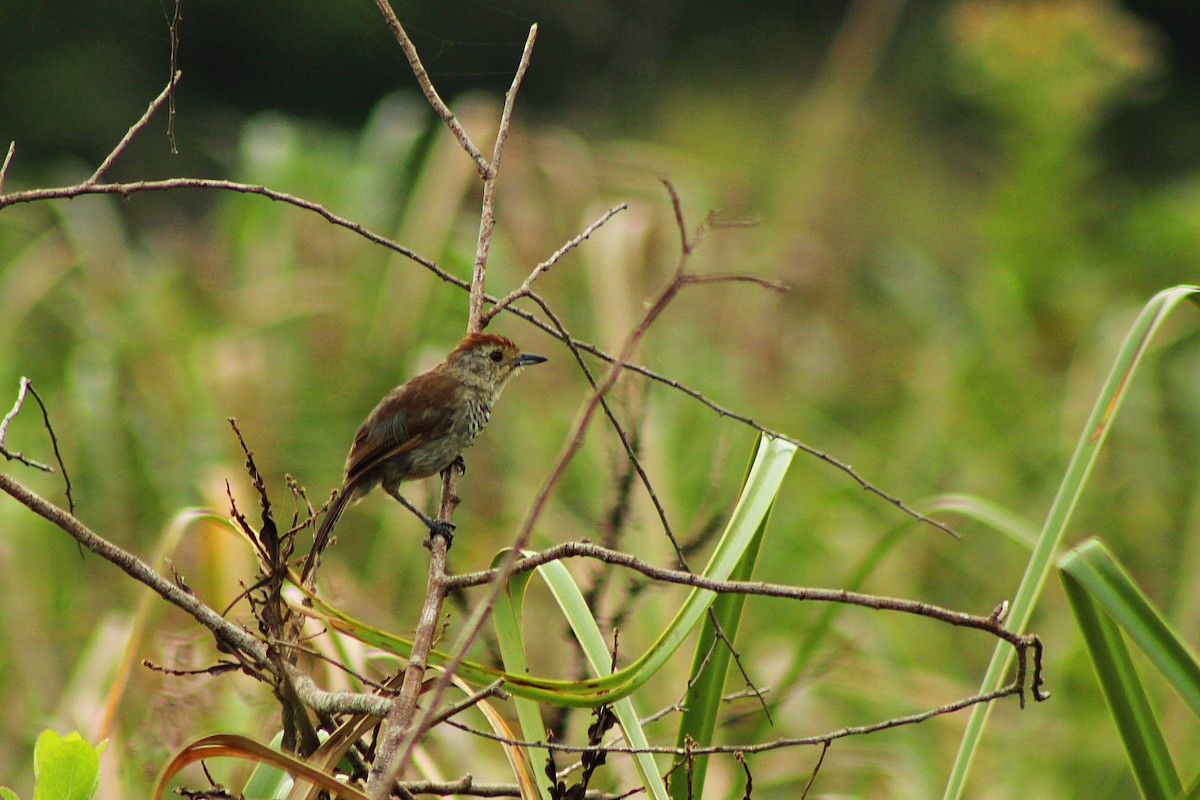 Rufous-capped Antshrike - ML48276961