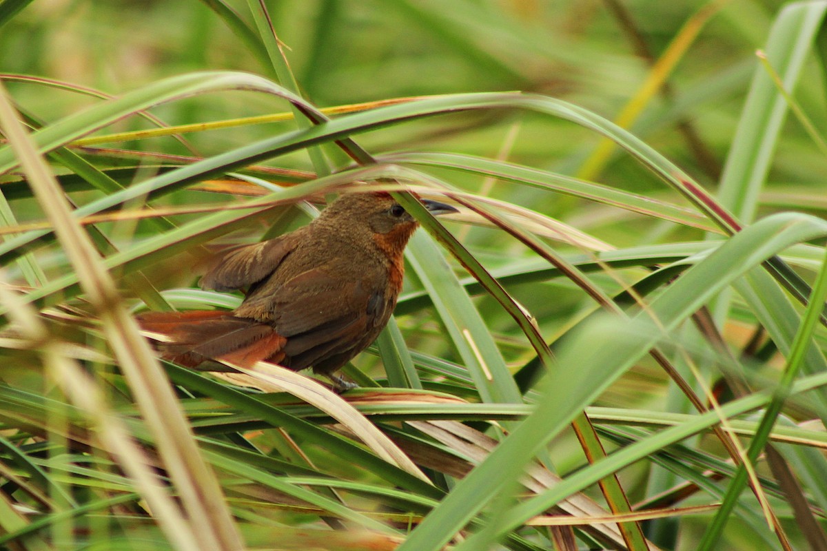 Orange-breasted Thornbird - ML48276971