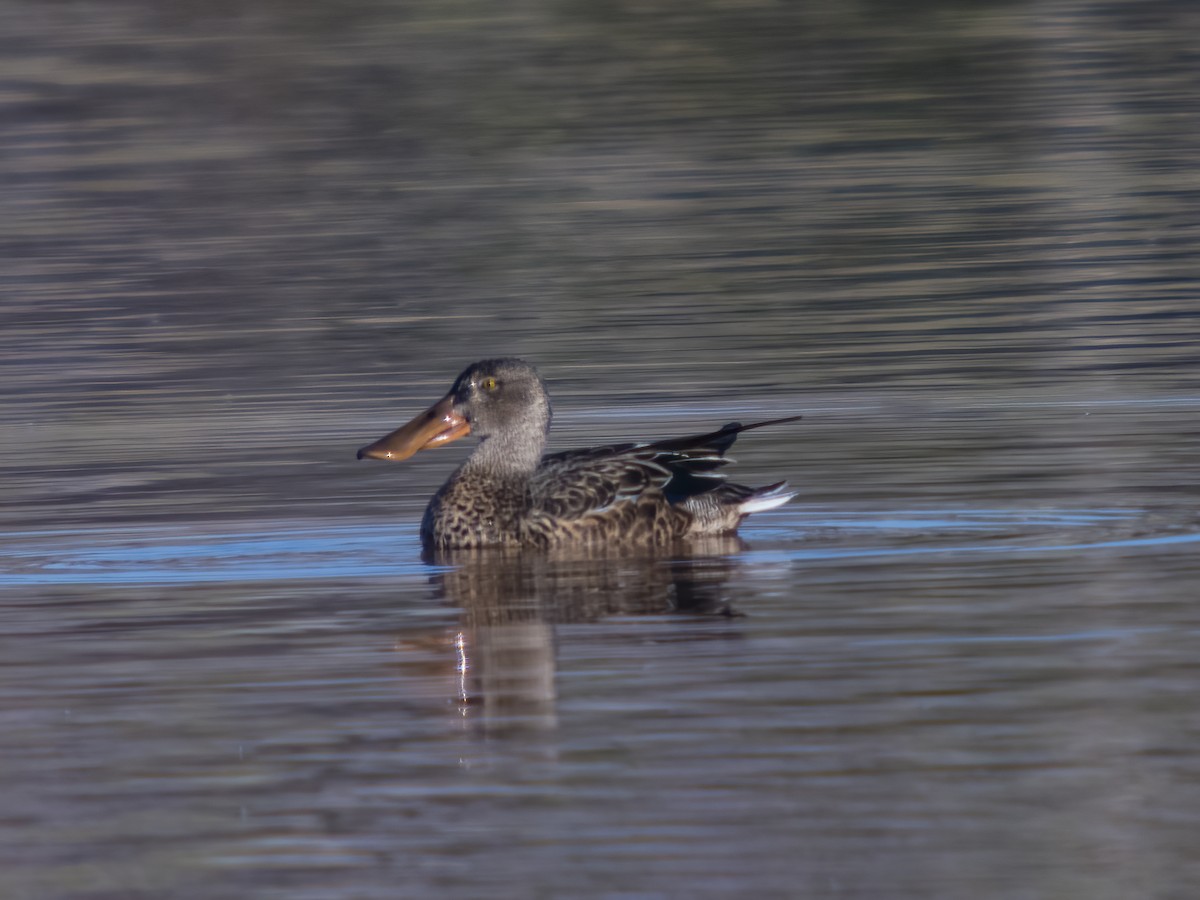 Northern Shoveler - ML482770341