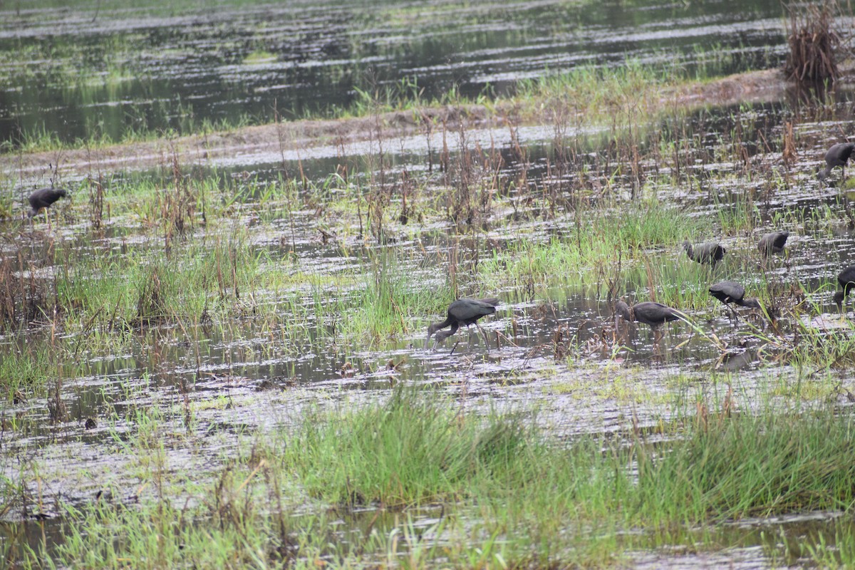 Glossy Ibis - ML482770741