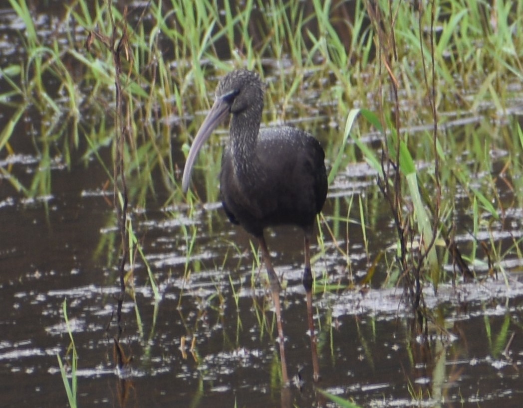 Glossy Ibis - ML482770771