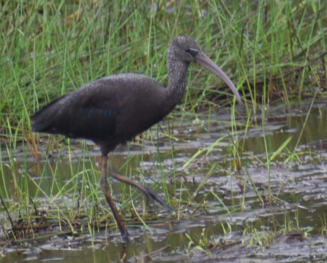 Glossy Ibis - ML482770781