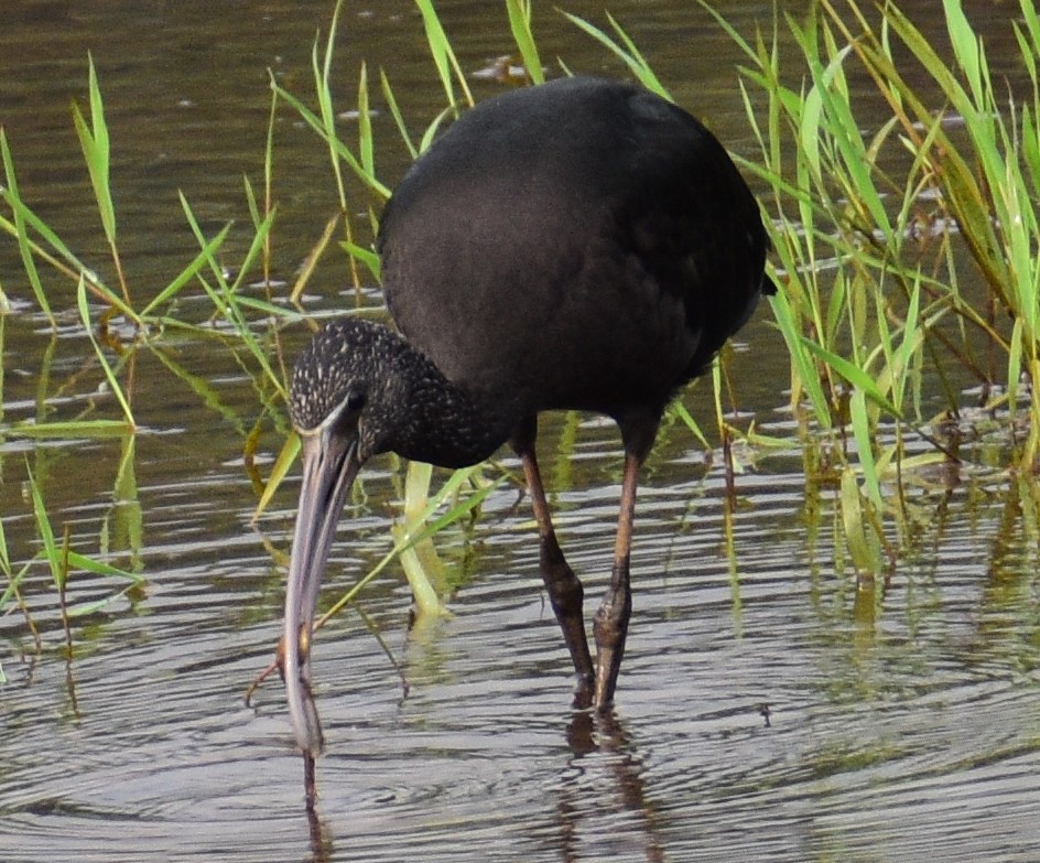 Glossy Ibis - ML482770821