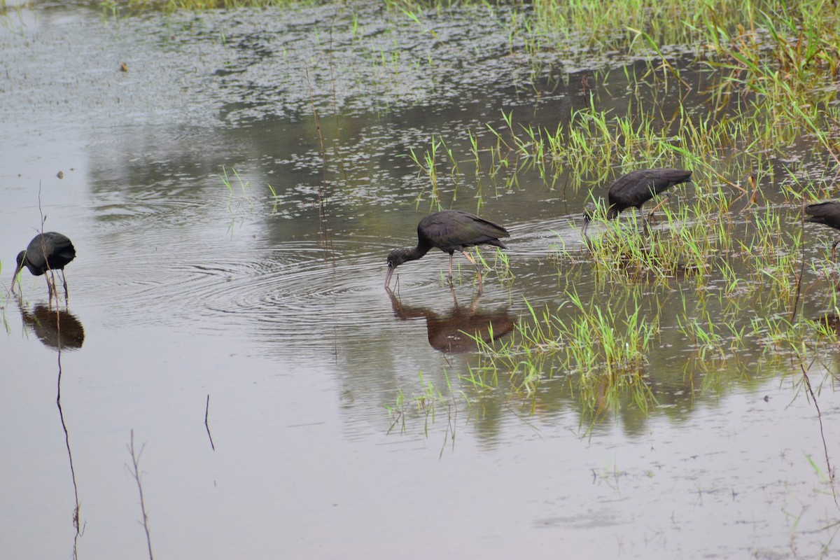 Glossy Ibis - ML482770871