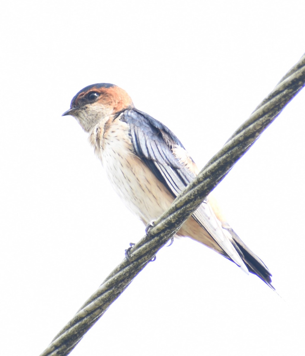 Red-rumped Swallow - ML482770961