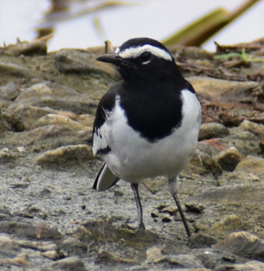 White-browed Wagtail - ML482772581
