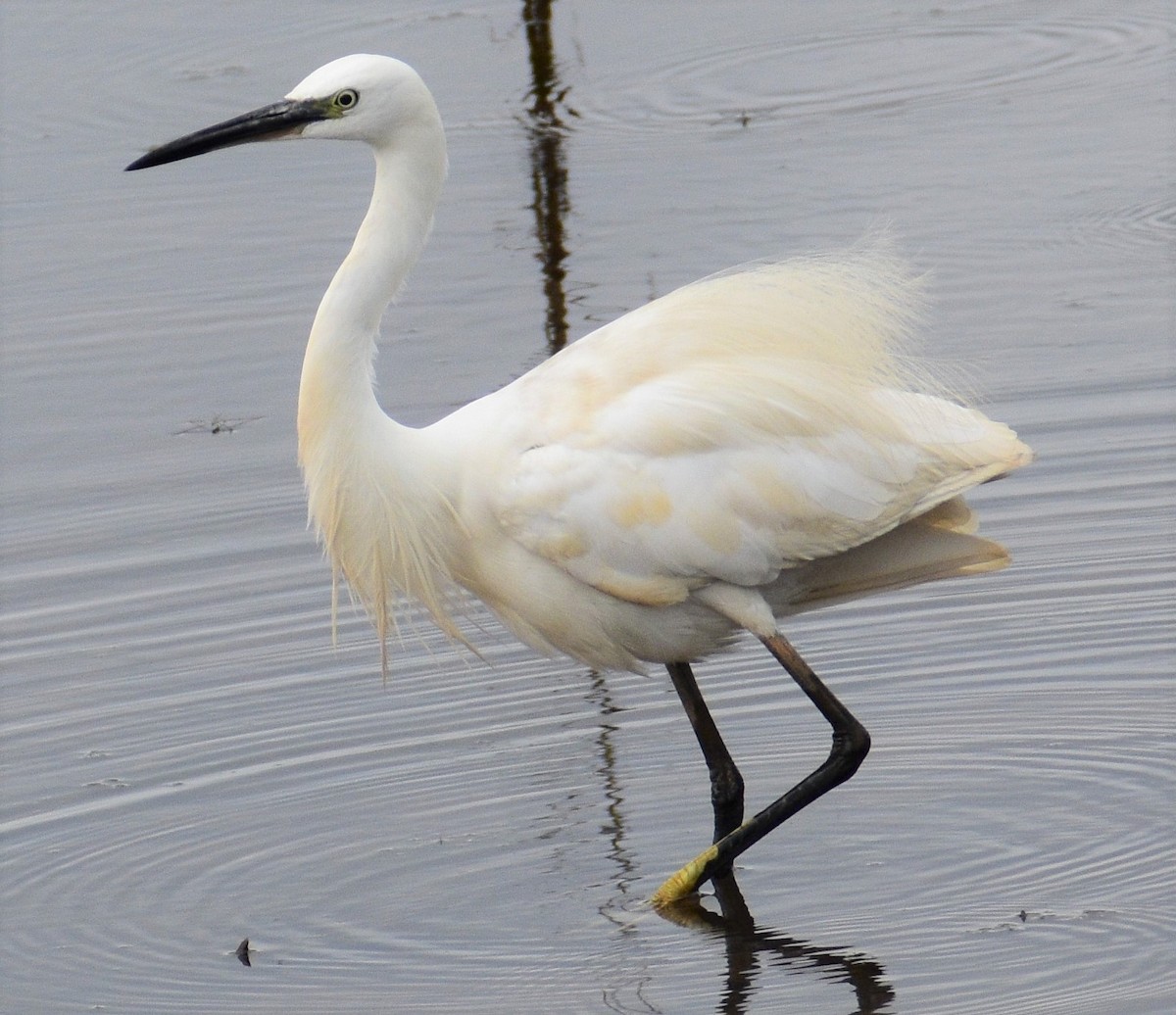 Aigrette garzette - ML482773121