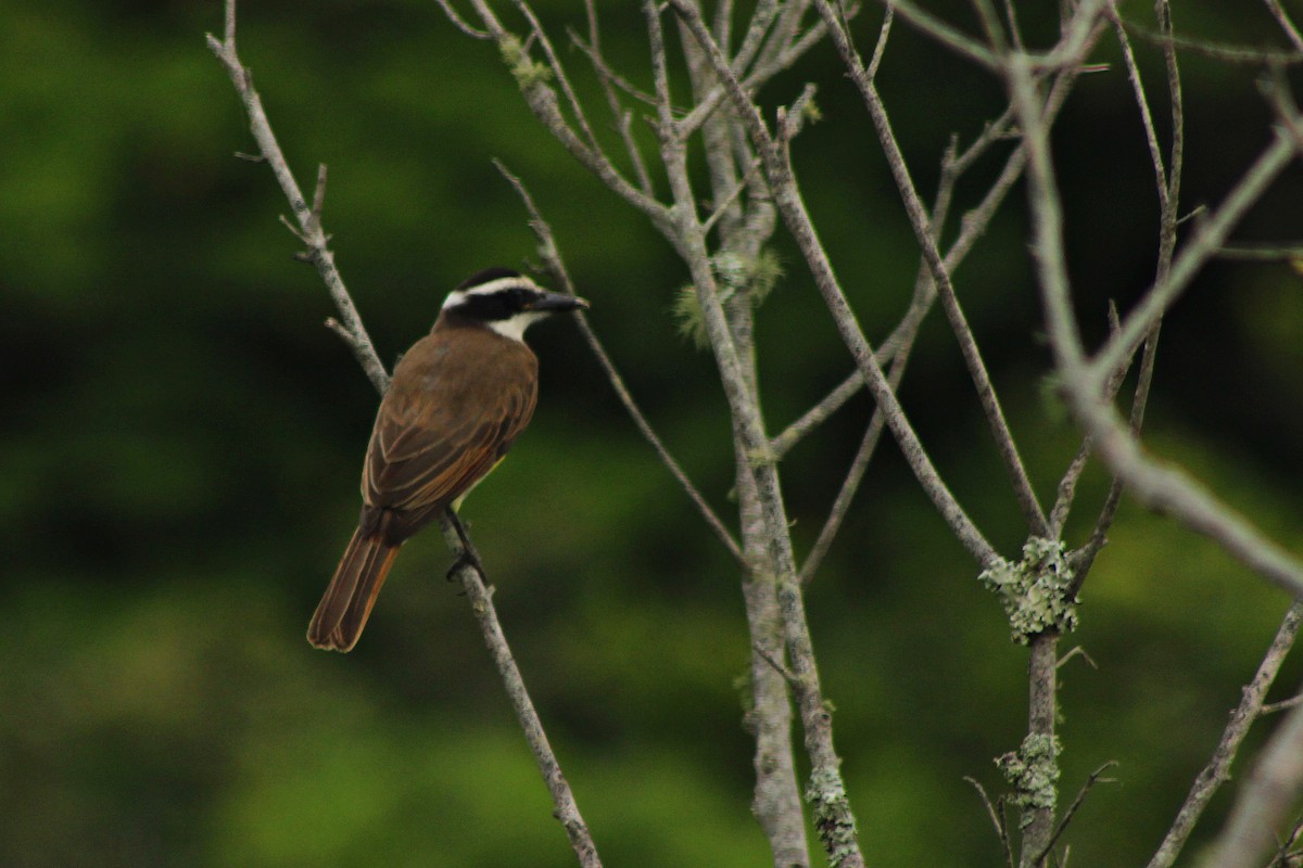 Great Kiskadee - Rafael Romagna