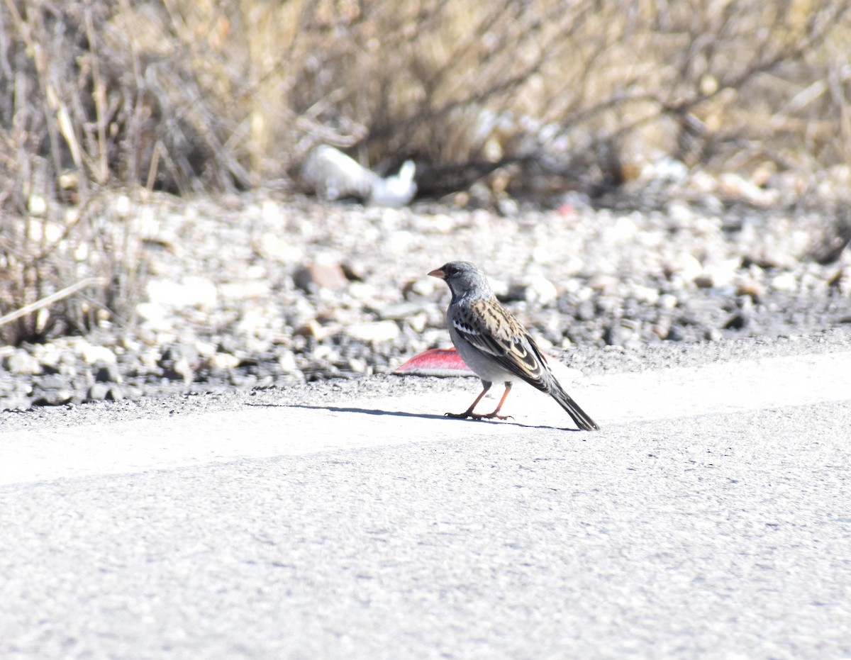 Mourning Sierra Finch - ML482773701