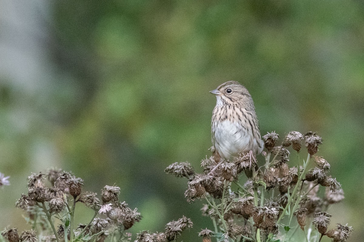 Lincoln's Sparrow - ML482774251