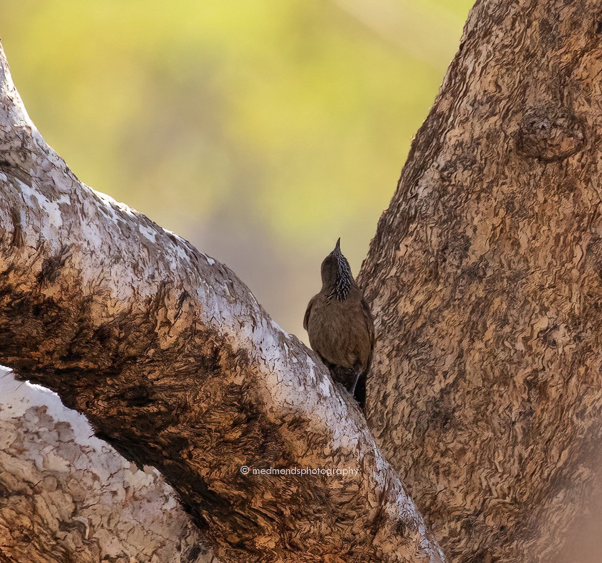 Black-tailed Treecreeper - ML482774301