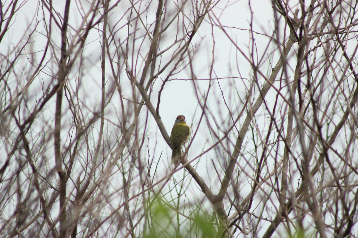 Rufous-browed Peppershrike - ML48277431