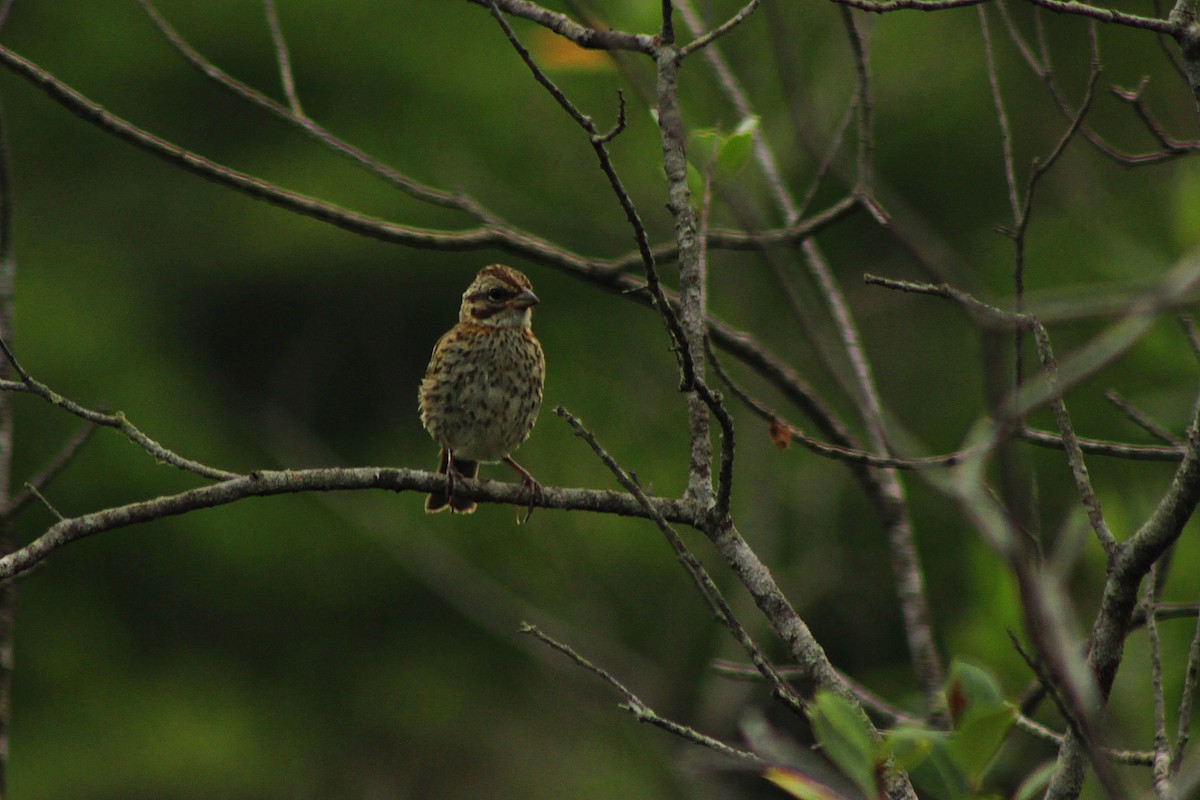 Rufous-collared Sparrow - Rafael Romagna