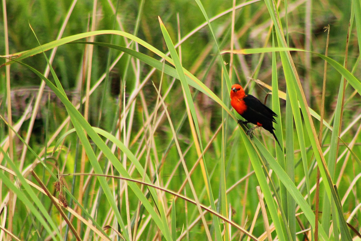 Scarlet-headed Blackbird - Rafael Romagna