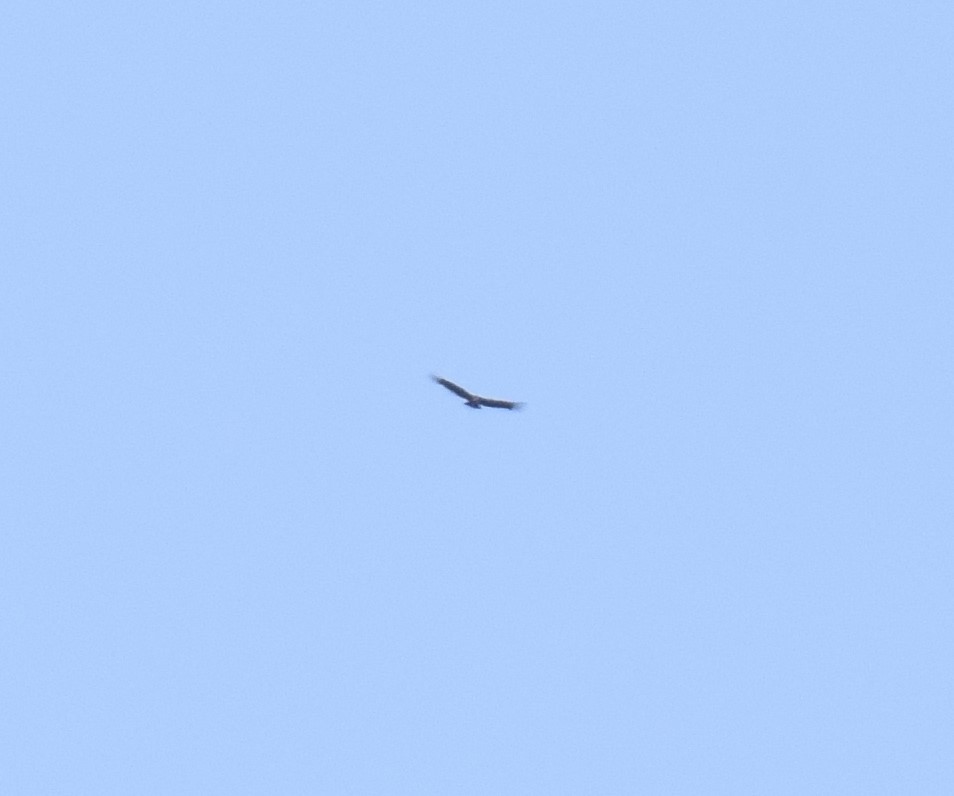 Andean Condor - ML482774771