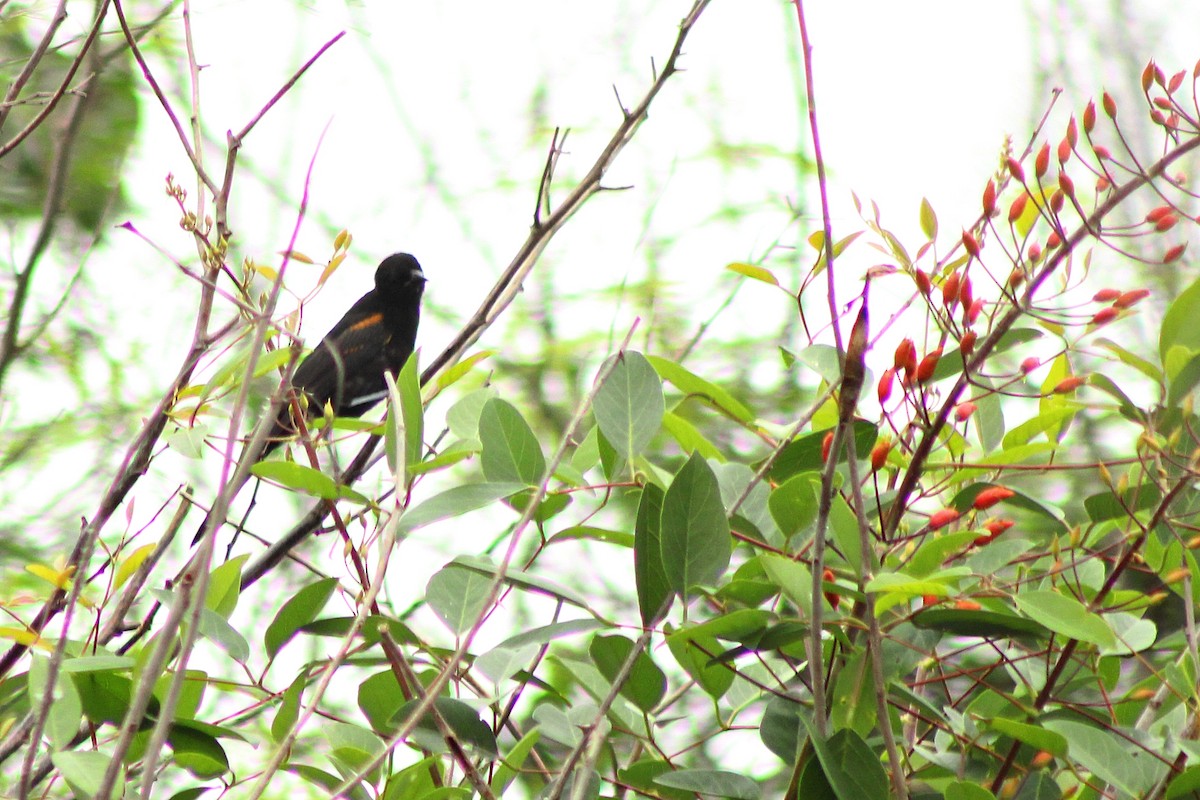 Variable Oriole - Rafael Romagna