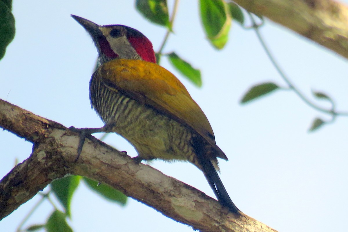 Golden-olive Woodpecker - ML48277641