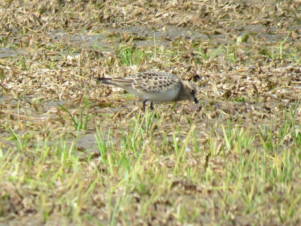 Baird's Sandpiper - ML482777781