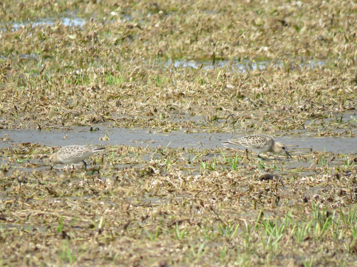 Baird's Sandpiper - ML482777831