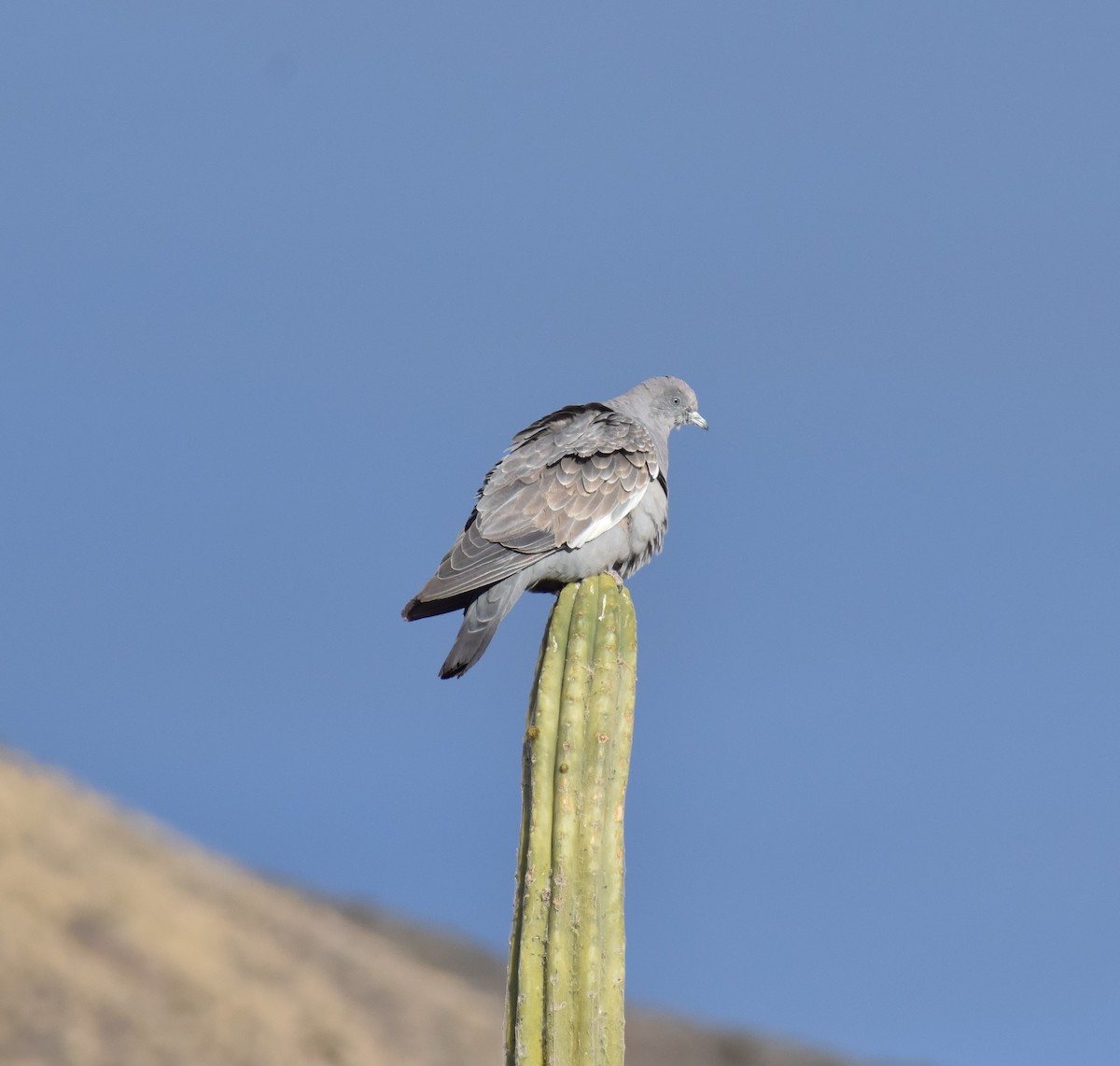 Spot-winged Pigeon - ML482778191