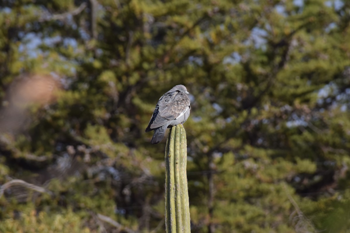 Spot-winged Pigeon - ML482778211