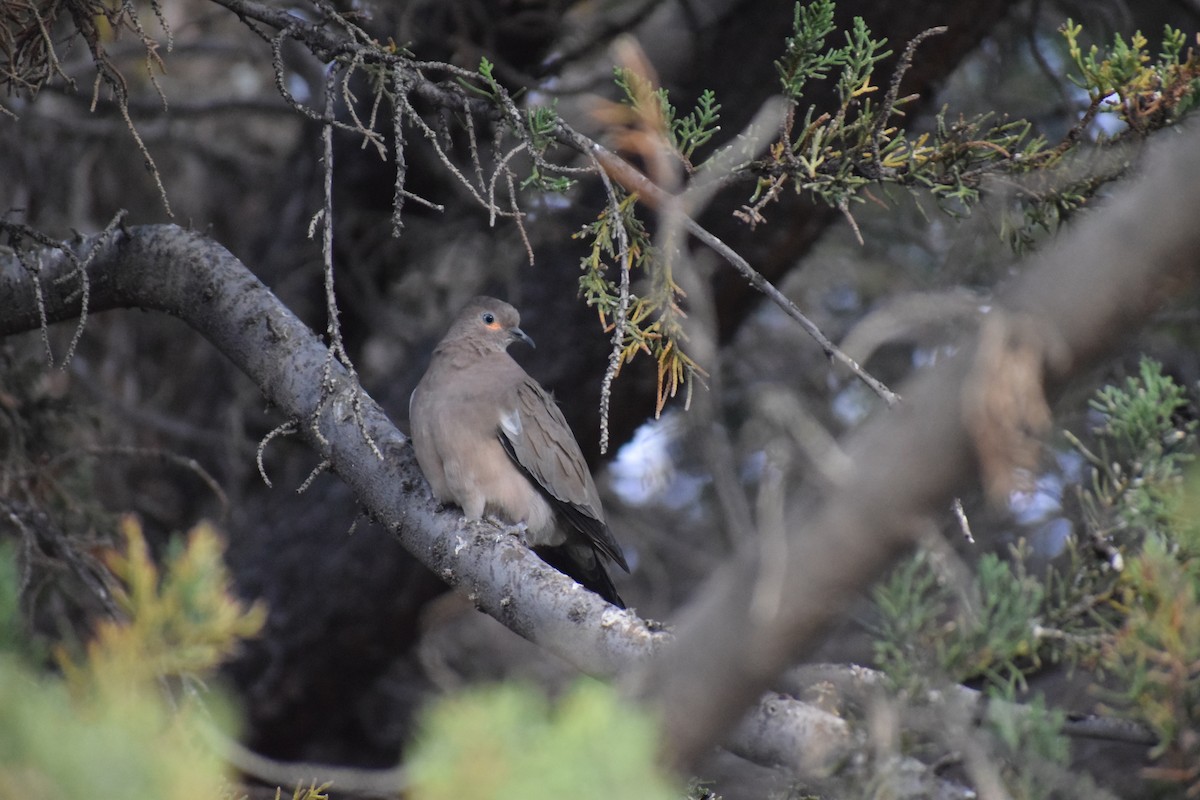 Black-winged Ground Dove - ML482778261