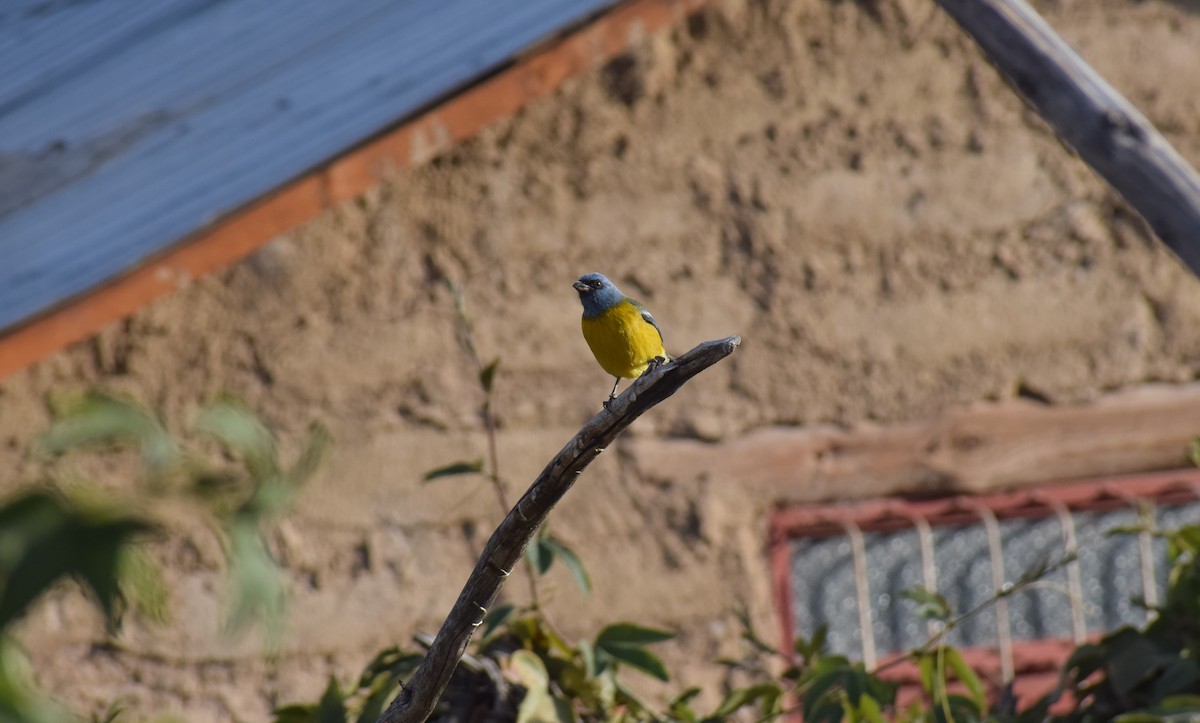 Blue-and-yellow Tanager - ML482778381