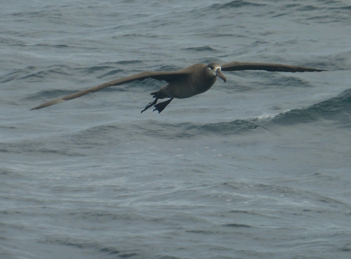 Albatros à pieds noirs - ML482779031