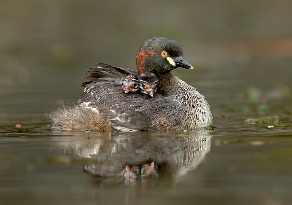 Australasian Grebe - ML482779181