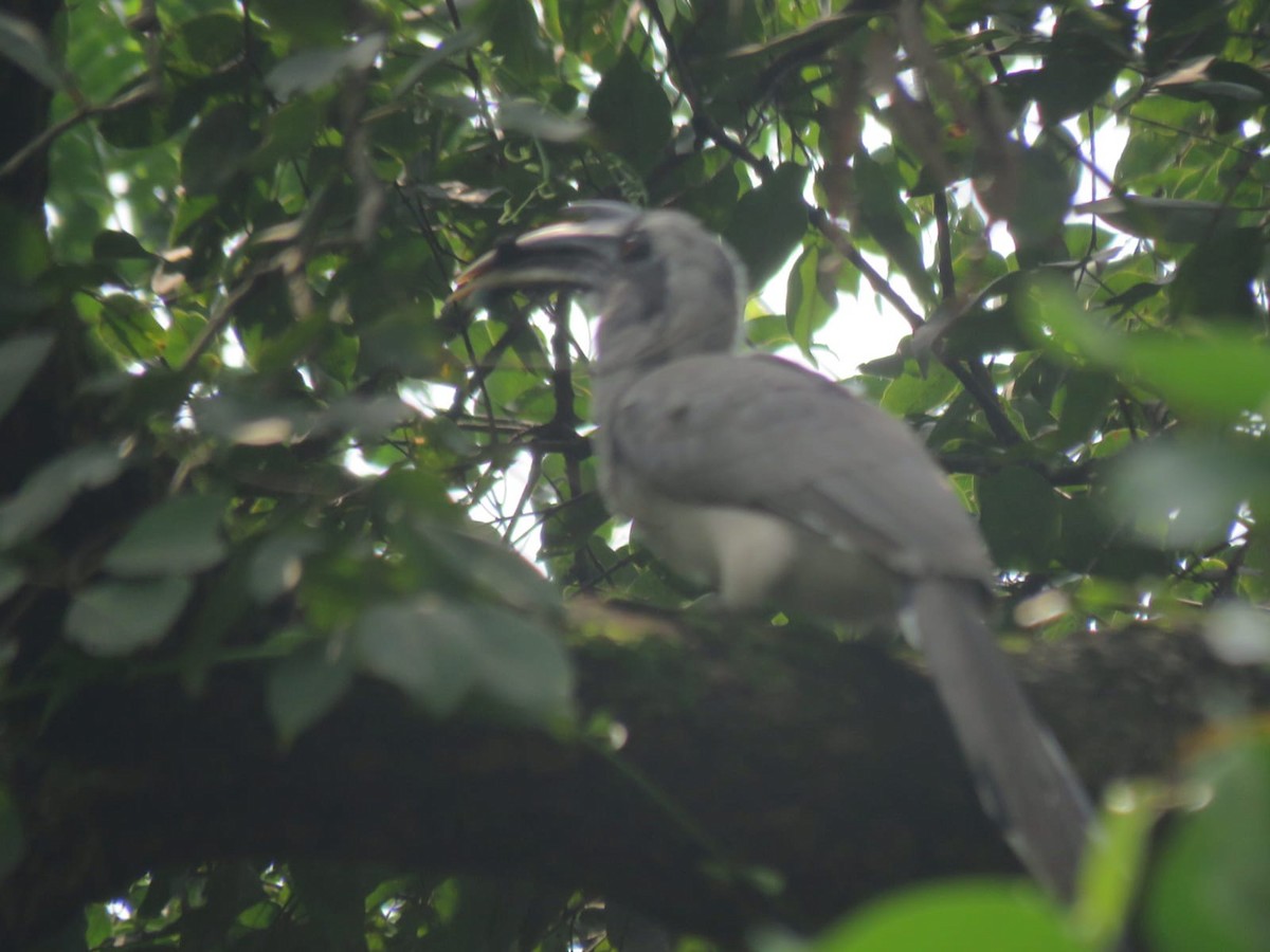 Indian Gray Hornbill - ML482780351