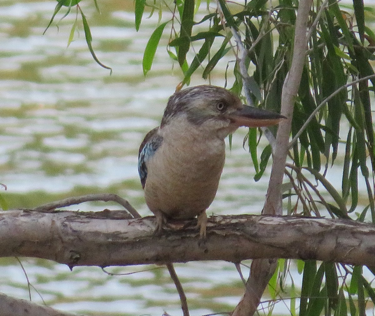 Blue-winged Kookaburra - ML482780461