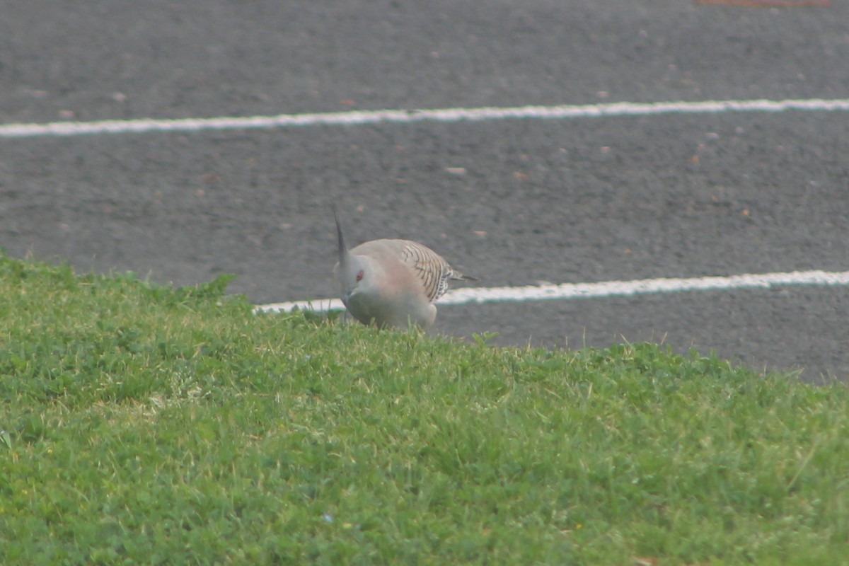 Crested Pigeon - ML482780991