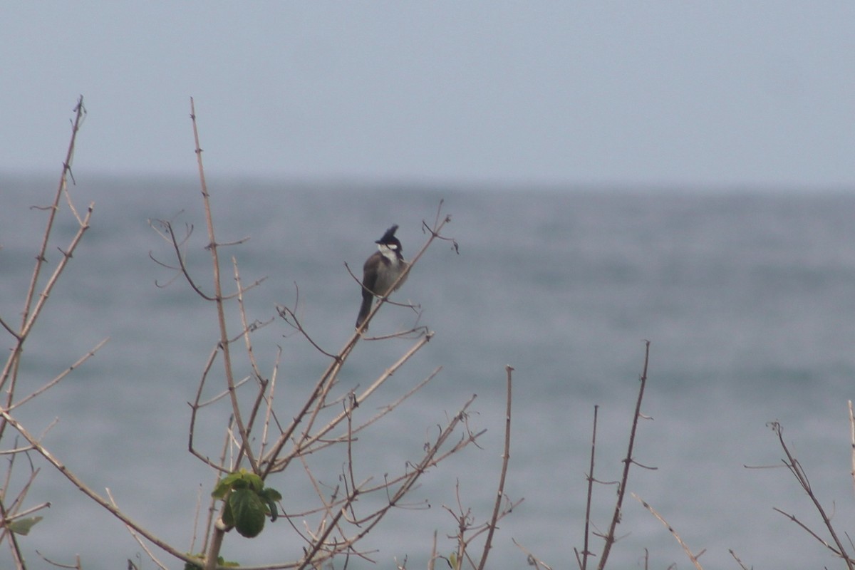 Red-whiskered Bulbul - ML482781041