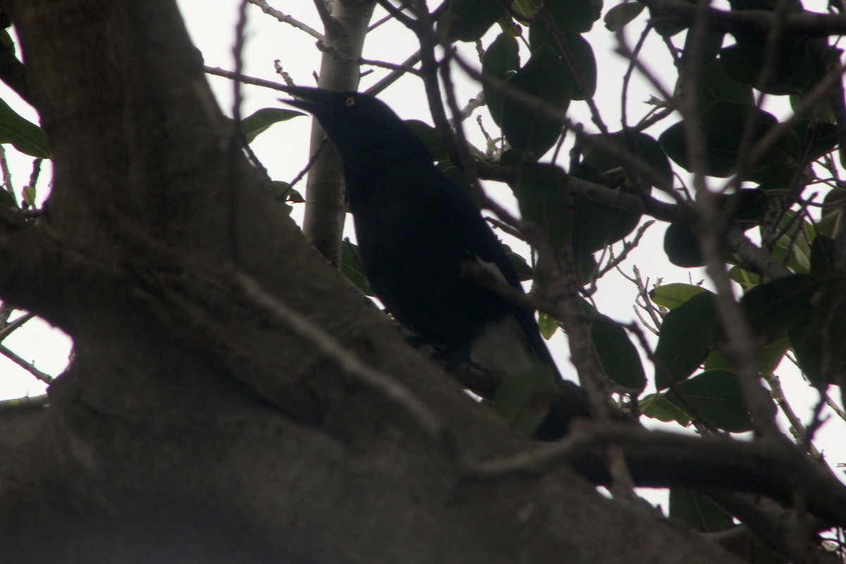 Pied Currawong - ML482781051