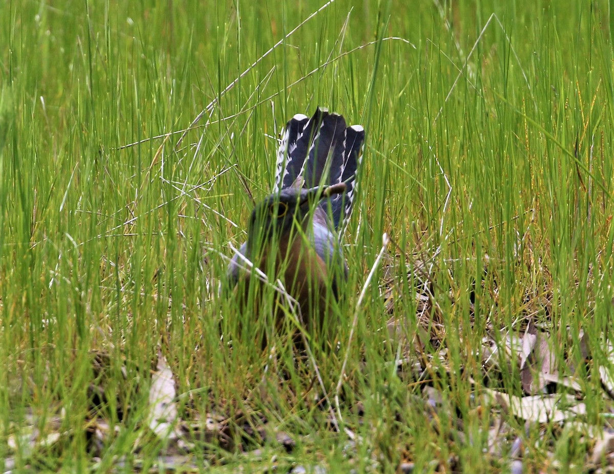 Fan-tailed Cuckoo - Angus Schmidt