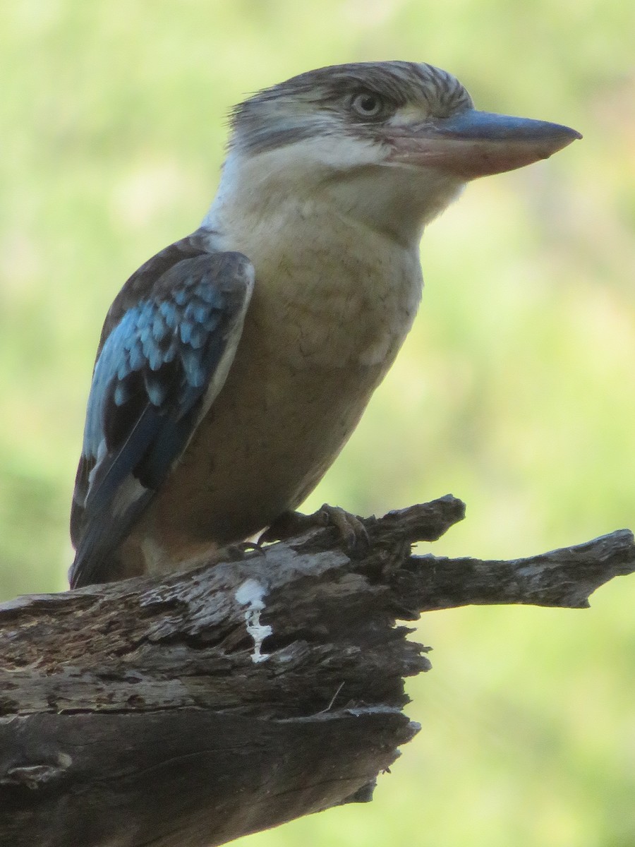 Blue-winged Kookaburra - ML482782991