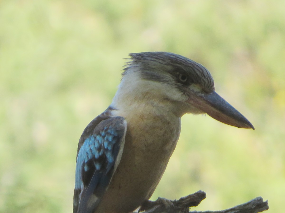 Blue-winged Kookaburra - ML482783001