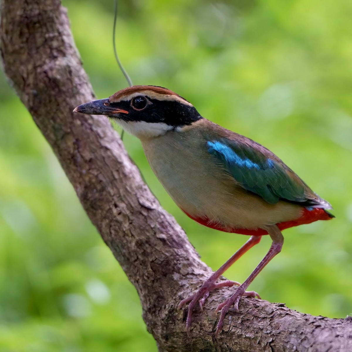 Fairy Pitta - Robert Hackel