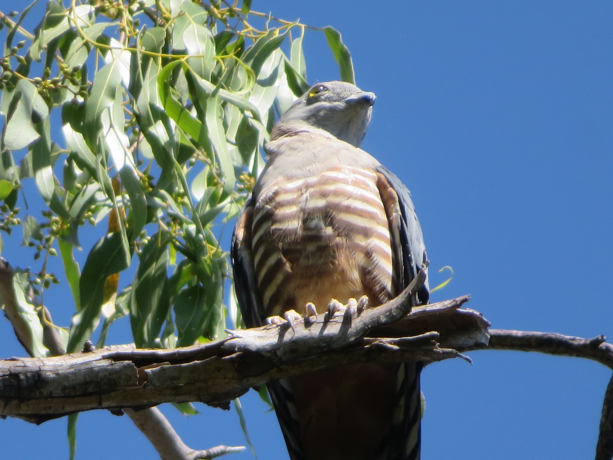 Pacific Baza - ML482783331