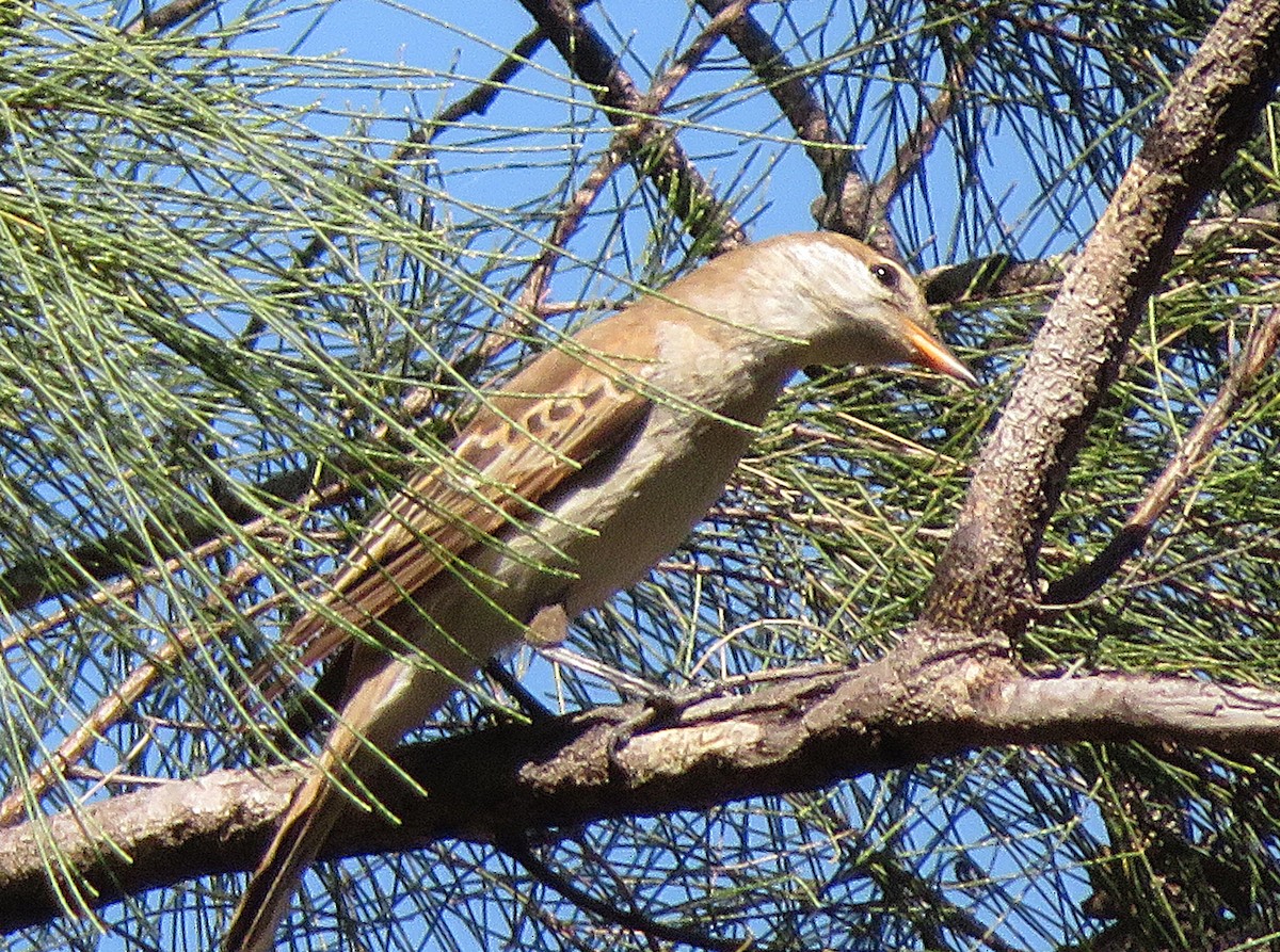 White-winged Triller - ML482783561