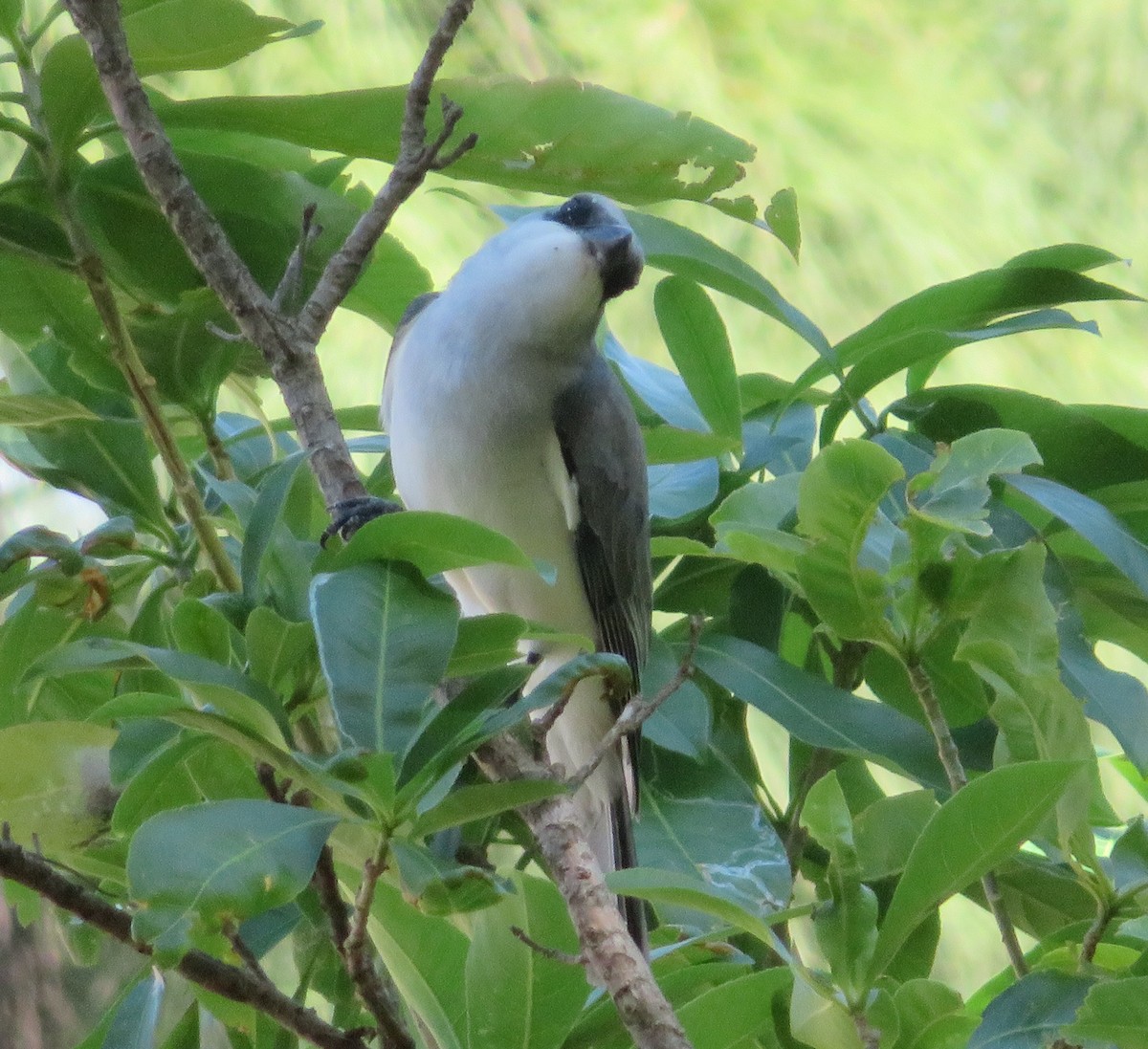 White-bellied Cuckooshrike - ML482783701