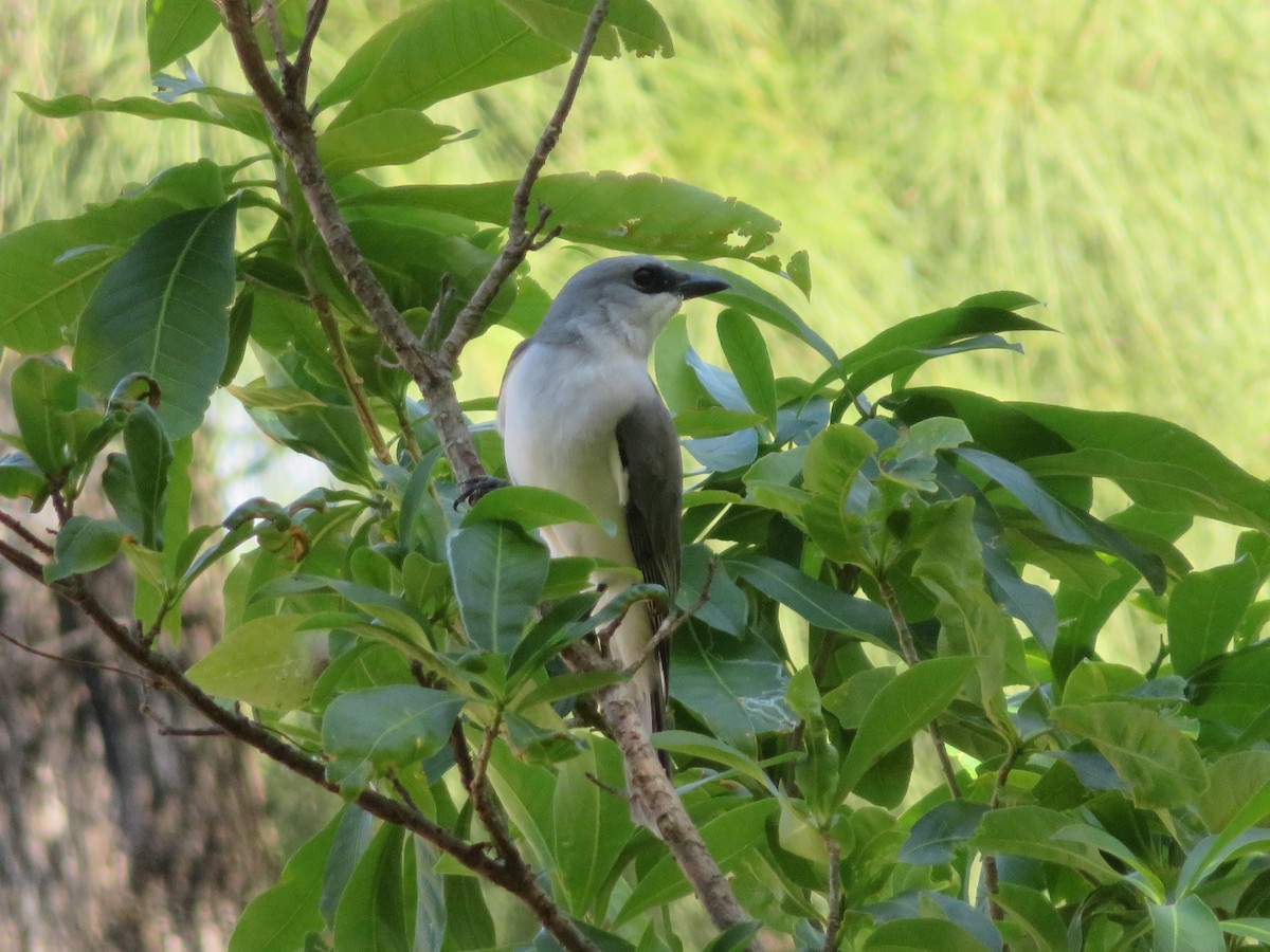 White-bellied Cuckooshrike - ML482783711