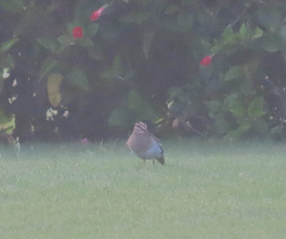 Common Snipe - Ute Langner