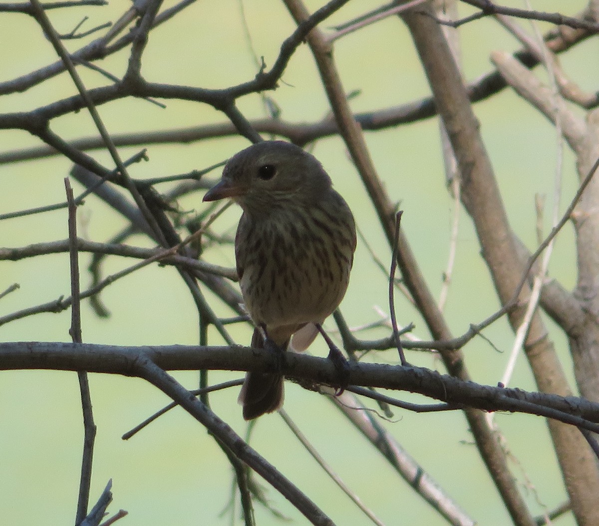 Rufous Whistler - ML482784011