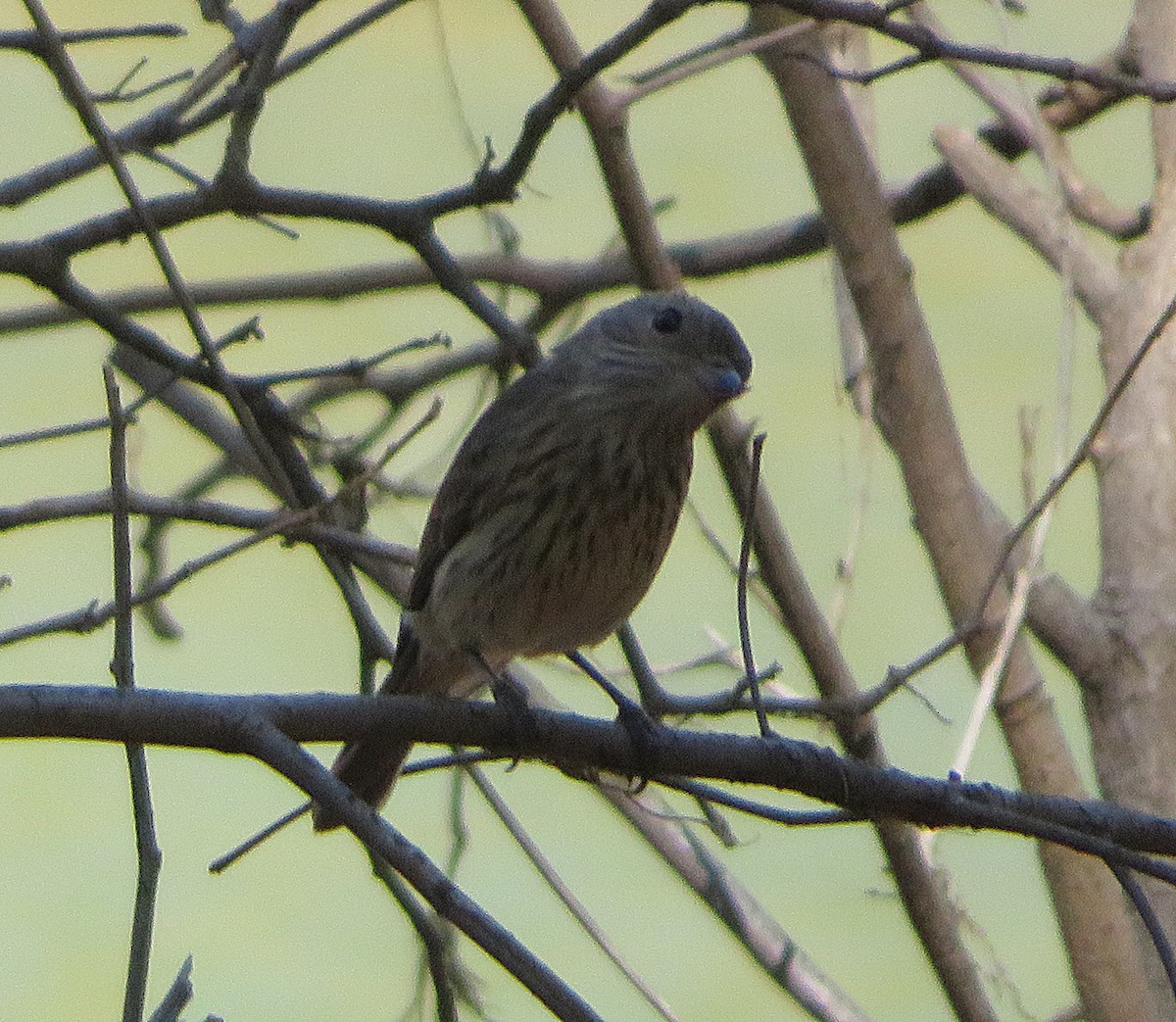 Rufous Whistler - ML482784021