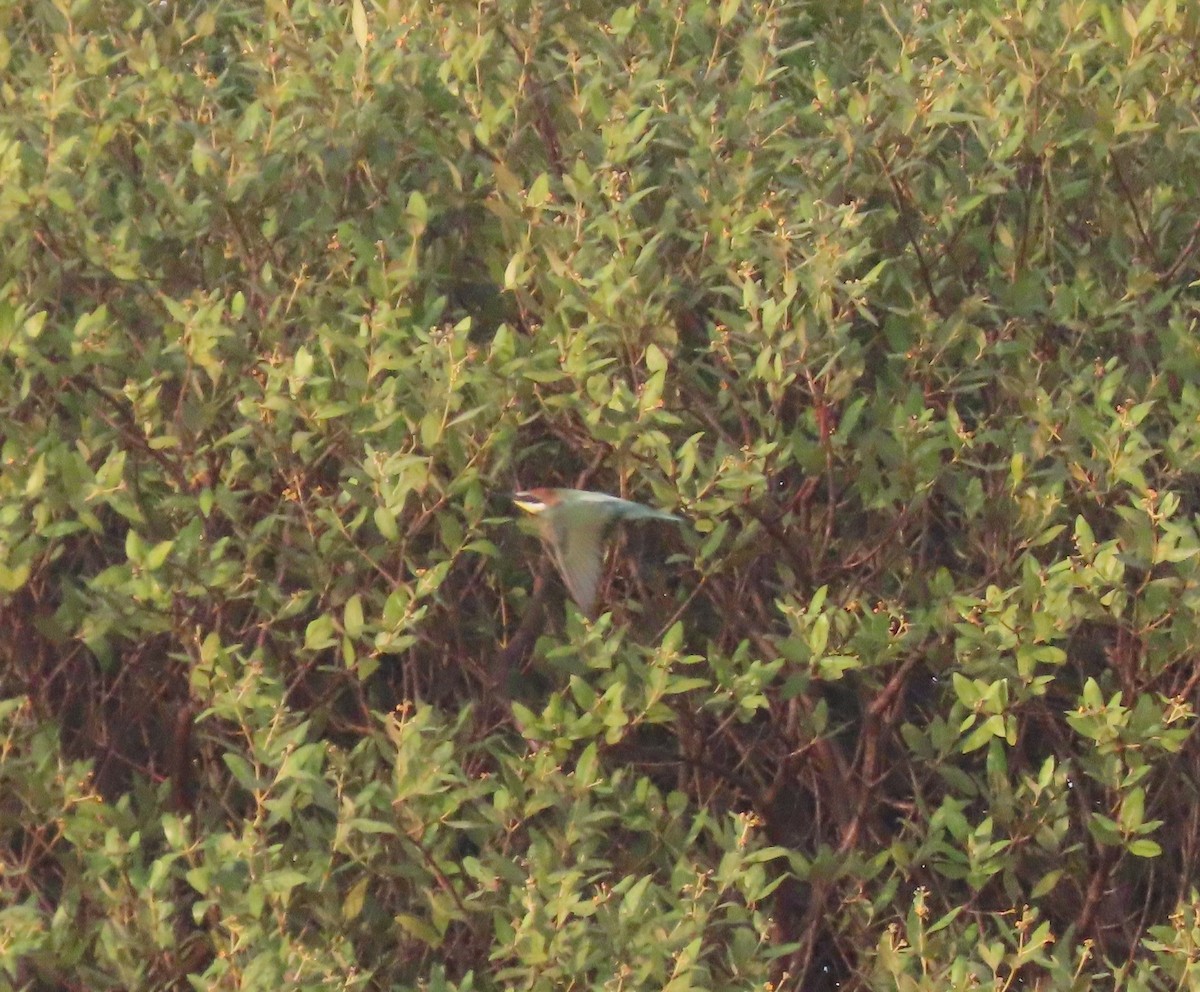 European Bee-eater - ML482784361