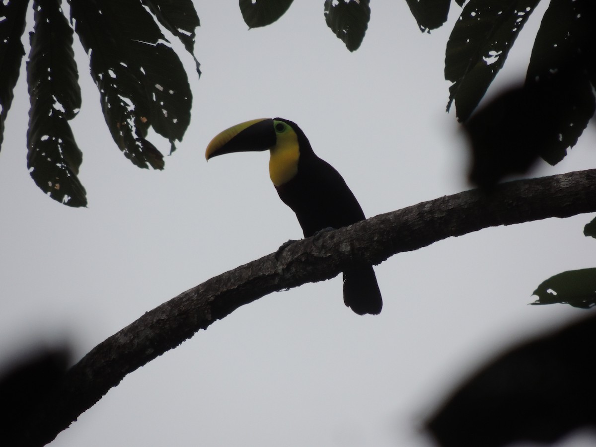 Yellow-throated Toucan - ML48278631