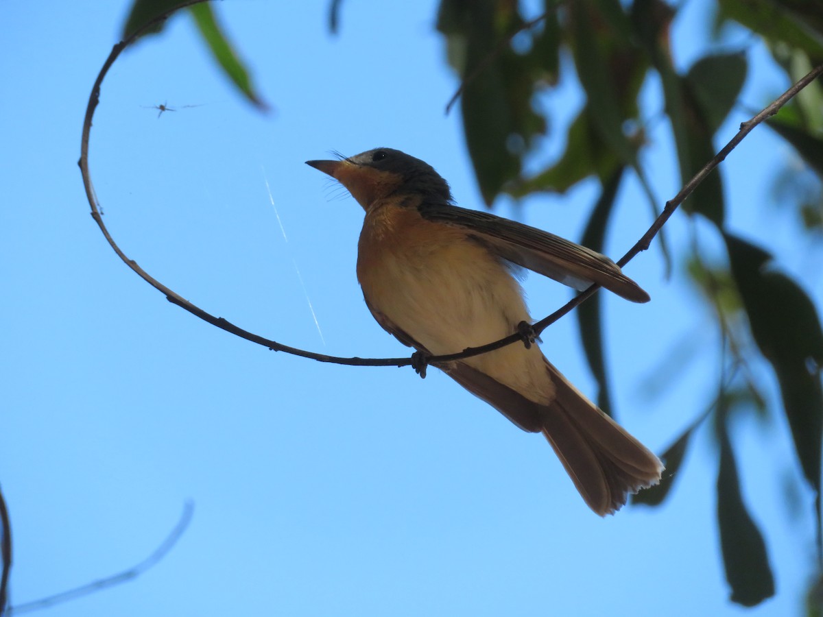 Leaden Flycatcher - ML482786441